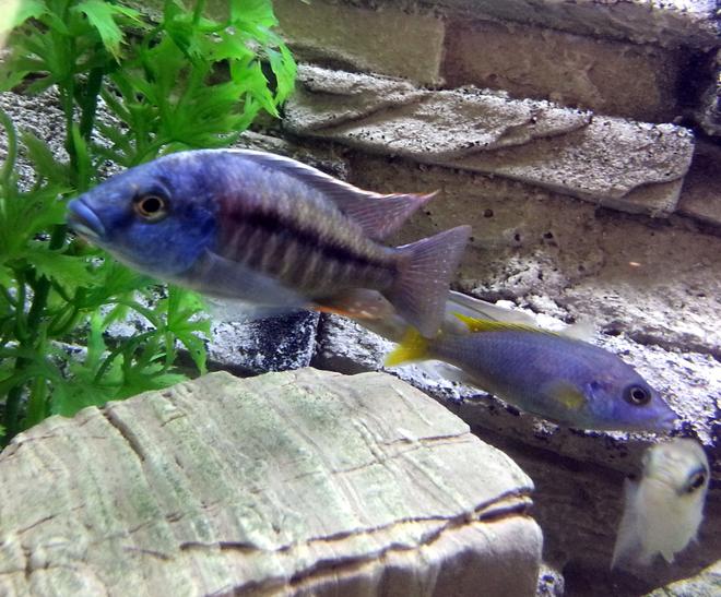 freshwater fish - pseudotropheus acei - acei cichlid stocking in 55 gallons tank - Red Empress Cichlid