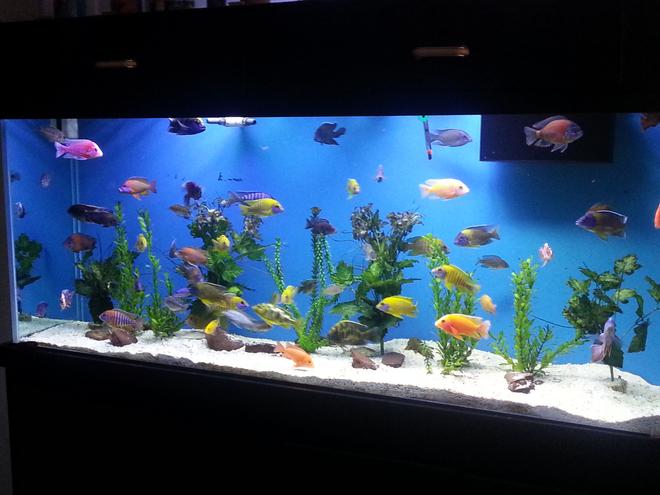 150 gallons freshwater fish tank (mostly fish and non-living decorations) - My 150 gallon all male Peacock/Hap tank