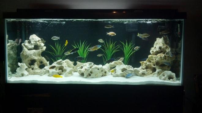 75 gallons freshwater fish tank (mostly fish and non-living decorations) - New