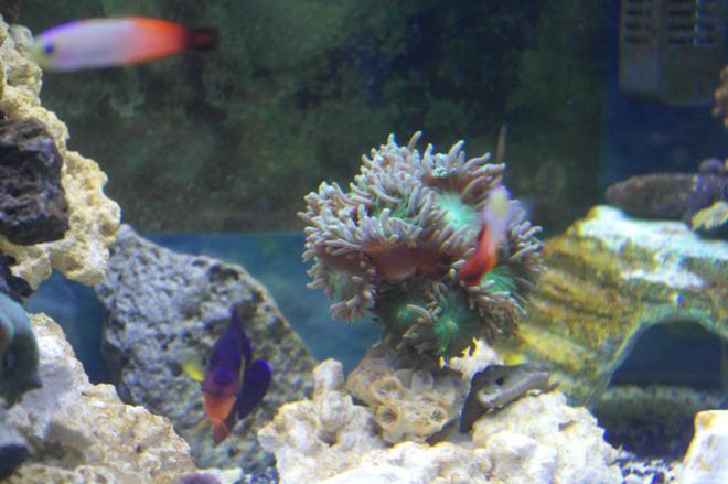 corals inverts - duncanopsammia axifuga - giant green polyp duncan) stocking in 75 gallons tank - Duncan Tree Coral with Friends