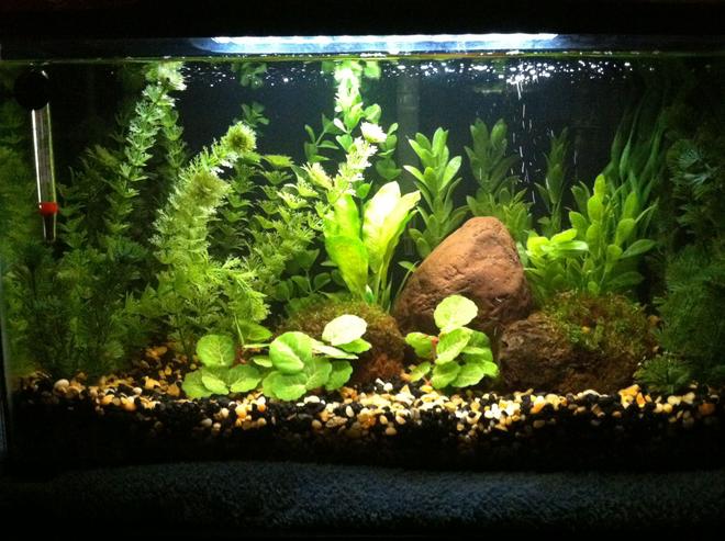 10 gallons planted tank (mostly live plants and fish) - My 10 gallon
