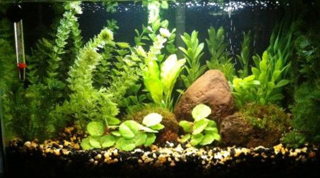 10 gallons freshwater fish tank (mostly fish and non-living decorations) - 10 Gallon