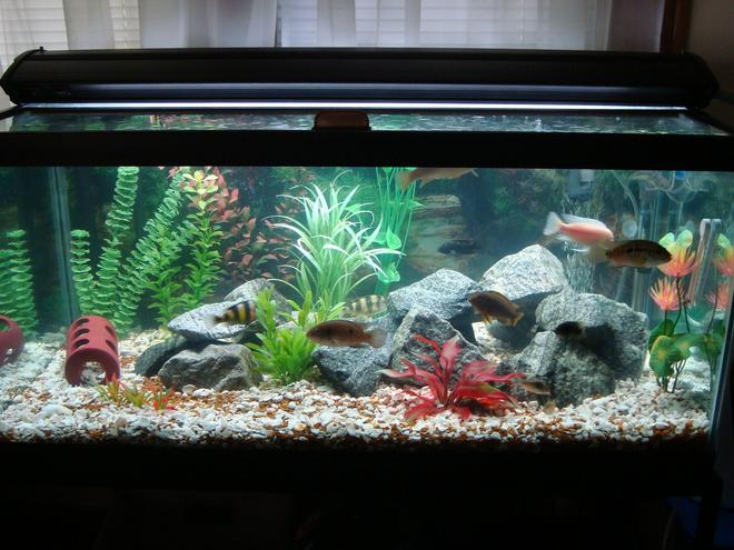 55 gallons freshwater fish tank (mostly fish and non-living decorations) - My 50 gallon chic-lid tank.