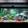 55 gallons freshwater fish tank (mostly fish and non-living decorations) - My 50 gallon chic-lid tank.