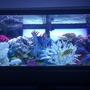 75 gallons freshwater fish tank (mostly fish and non-living decorations) - 75 gallon freshwater African Cichlid aquarium. Freshwater/saltwater theme!