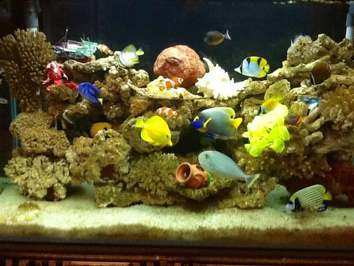 90 gallons saltwater fish tank (mostly fish, little/no live coral) - My seawater fish tank