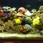 90 gallons saltwater fish tank (mostly fish, little/no live coral) - My seawater fish tank