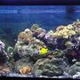 75 gallons reef tank (mostly live coral and fish) - 75 gallon, 406 Fluval filtration, 50lbs of Live Rock, Protein Skimmer, a variety of Coral Fragments(names unknown), Duncan Tree Coral, Lemonpeel Tang, Coral Beauty, Mandarin Dragonet, Scarlet Striped Shrimp, Black Percula Clowns, Firefish Gobies. Emerald Crabs