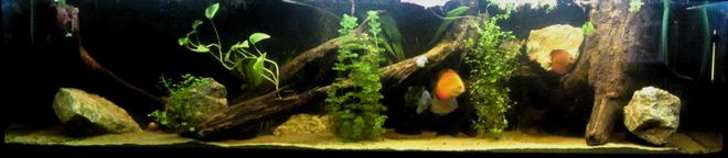 158 gallons freshwater fish tank (mostly fish and non-living decorations) - New set up,old 600 liters tank
Hope you`ll like it :)