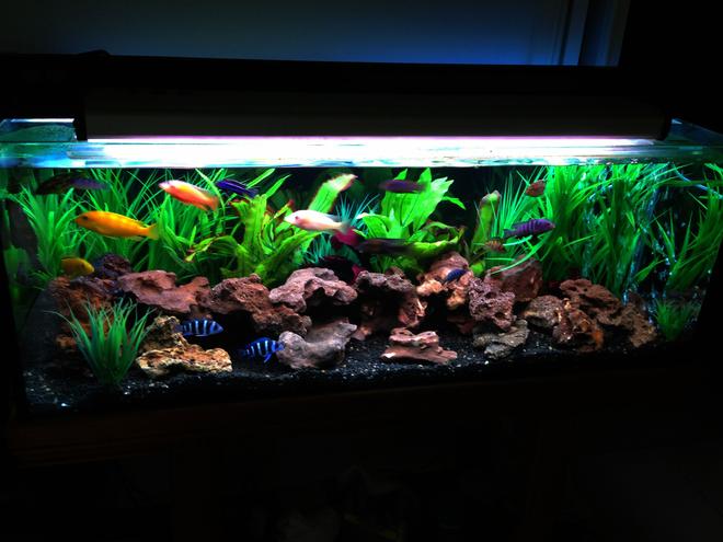 60 gallons freshwater fish tank (mostly fish and non-living decorations)