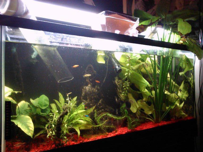 Rated #72: 55 Gallons Planted Tank - This tank is connected with a tube bridge to another non planted tank, size is 55 gal.