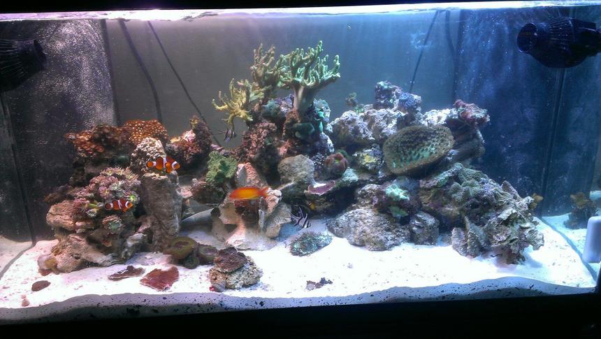 Rated #43: 120 Gallons Reef Tank