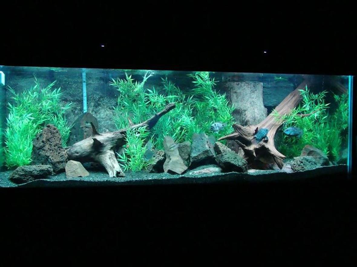 200 gallons freshwater fish tank (mostly fish and non-living decorations) - 200 Gallon Boyu tank African Cichlid