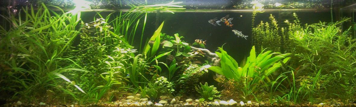 125 gallons planted tank (mostly live plants and fish) - 250 watts of pink and blue spectrum lights, co2 injection, api leaf zone nutrients, co2 booster, and root tabs. 2 cascade 1500 canister filters.