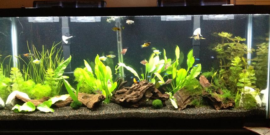 Rated #19: 55 Gallons Freshwater Fish Tank - 55G FW Tropical with rainbows, tetras, platies, bolivian rams, gouramis, american flagfish, redtail black shark, singapore shrimp, ghost shrimp, rili shrimp
