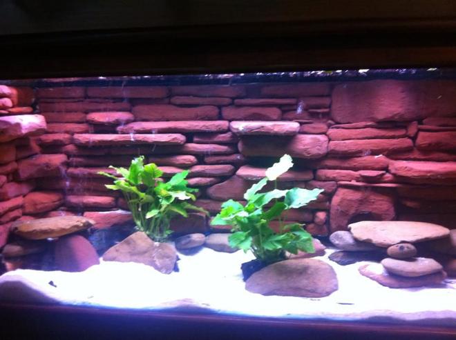120 gallons freshwater fish tank (mostly fish and non-living decorations) - Jack Dempsey tank