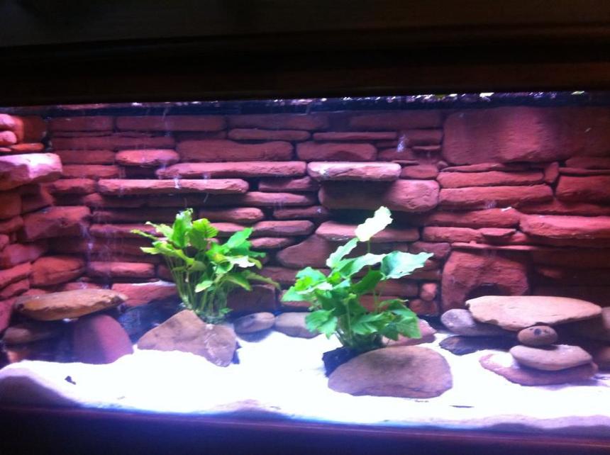 Rated #37: 120 Gallons Freshwater Fish Tank - Jack Dempsey tank