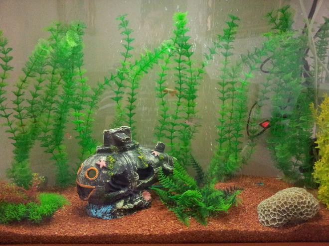 30 gallons freshwater fish tank (mostly fish and non-living decorations) - Its mine.please rate