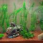 30 gallons freshwater fish tank (mostly fish and non-living decorations) - Its mine.please rate