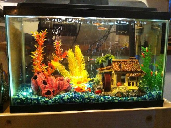 10 gallons freshwater fish tank (mostly fish and non-living decorations) - My original 10 gallon freshwater tank
