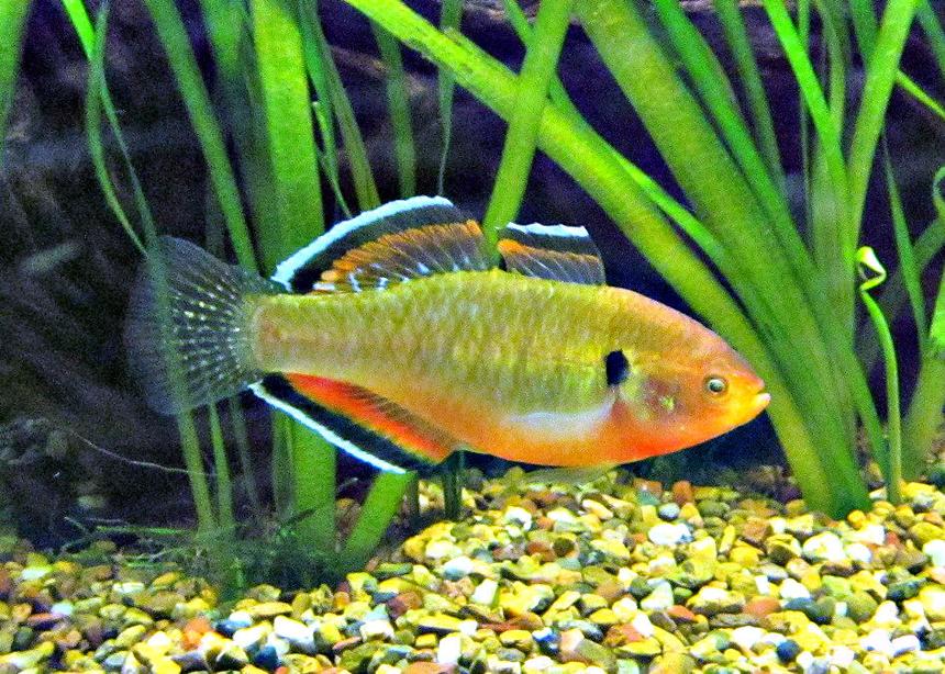 Rated #610: Freshwater Fish - Hypseleotris Compressa - Empire Gudgeon Stocking In 180 Gallons Tank - Australian Native - Empire Gudgeon - Hypseleotris compressa - Snapper Creek