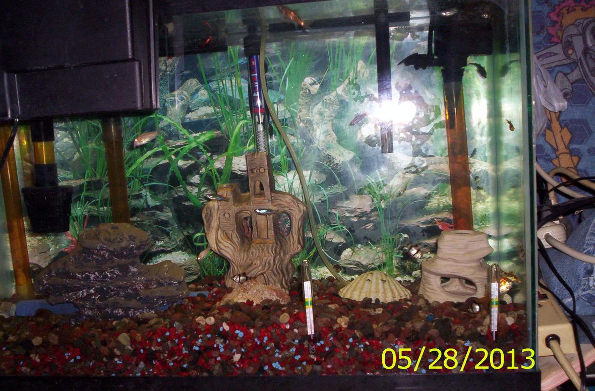 40 gallons freshwater fish tank (mostly fish and non-living decorations) - My family of fish