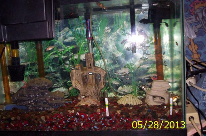 40 gallons freshwater fish tank (mostly fish and non-living decorations) - My family of fish