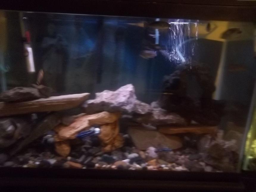 Rated #145: 29 Gallons Freshwater Fish Tank - 29 gallon African cichlid tank