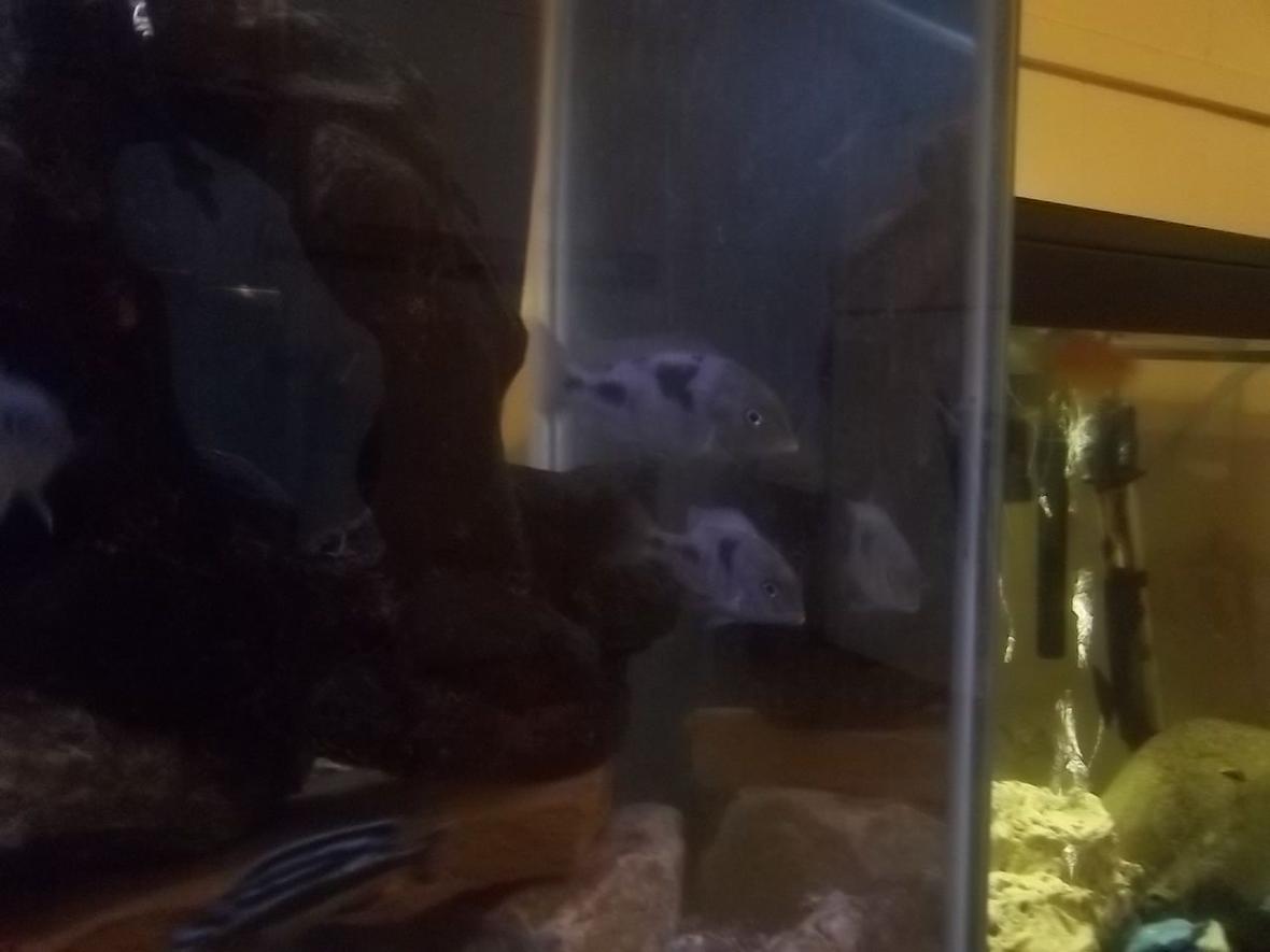 freshwater fish - cyrtocara moorii - blue dolphin cichlid stocking in 29 gallons tank - m pair of hap moori