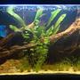 fish tank picture - Now with some more plants...