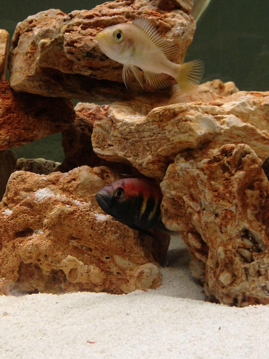 Rated #38: Freshwater Fish - Satanoperca Jurupari - Eartheater Stocking In 75 Gallons Tank - Anchor island male below female above just had over 30 fry