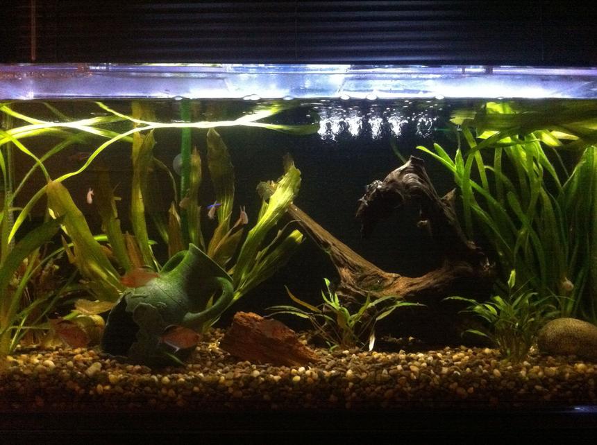 Rated #69: 35 Gallons Planted Tank - Fish- Bleeding Heart Tetra (6),
Black Phantom Tetra (3), Tiger Pleco
(1), Cardinal Tetra (2), Columbian
Tetra (7), Burmese Loach (2)
Plants- Jungle Val (4), Cryptocoryne
Lutea (3)