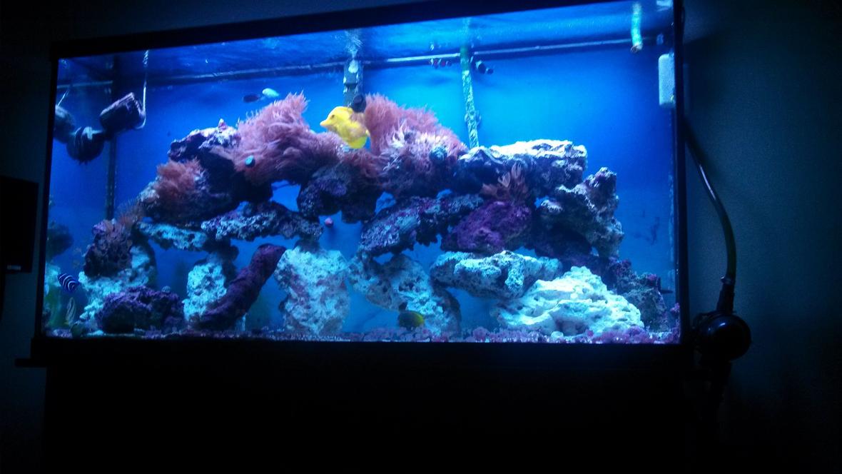 60 gallons saltwater fish tank (mostly fish, little/no live coral) - Just the fish