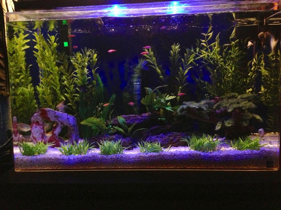 29 gallons freshwater fish tank (mostly fish and non-living decorations) - moonlight w/ikea frame led