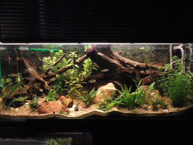 125 gallons planted tank (mostly live plants and fish) - it is a planted tank with anubias
nana, echindorus, Bocopa, Anubias
minima.
just two neons t5 and two t8 for a
total of 150 W , the plants are
growing very wel .