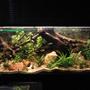 125 gallons planted tank (mostly live plants and fish) - it is a planted tank with anubias nana, echindorus, Bocopa, Anubias minima. just two neons t5 and two t8 for a total of 150 W , the plants are growing very wel .