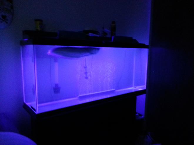 freshwater fish - osteoglossum bicirrhosum - silver arowana stocking in 55 gallons tank - Silver arrowana ..14 months old.