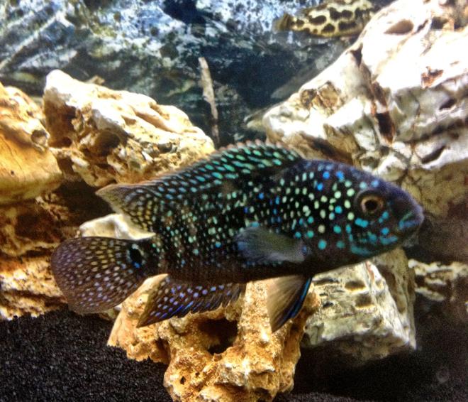 freshwater fish - nandopsis octofasciatum - jack dempsey stocking in 25 gallons tank - King Dempsey