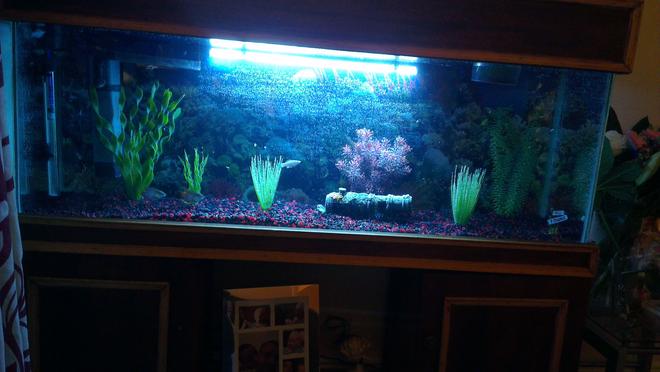 45 gallons freshwater fish tank (mostly fish and non-living decorations) - My Tank