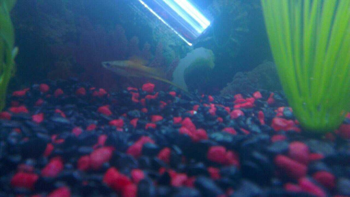 freshwater fish - xiphophorus helleri - swordtail stocking in 45 gallons tank - Male Swordtail