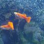 freshwater fish - poecilia reticulata - orange sunshine guppy stocking in 45 gallons tank - Guppies