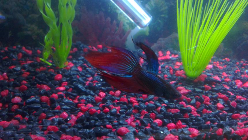 Rated #1360: Freshwater Fish - Betta Splendens - Betta - Male Stocking In 45 Gallons Tank - Male Betta Fish