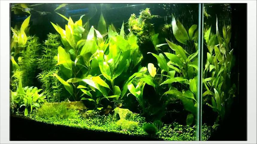 Rated #16: 40 Gallons Planted Tank - 20G Freshwater. Temple, Anubias, Glossostigma, Flame Moss, X-Mas Moss, Java Moss. Double Bright LED, Fluval Shrimp Substrate. Crystal Red Shrimp, Crystal Black Shrimp, Blue Rili Shrimp, Otto Cat.