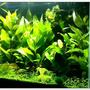 40 gallons planted tank (mostly live plants and fish) - 20G Freshwater. Temple, Anubias, Glossostigma, Flame Moss, X-Mas Moss, Java Moss. Double Bright LED, Fluval Shrimp Substrate. Crystal Red Shrimp, Crystal Black Shrimp, Blue Rili Shrimp, Otto Cat.