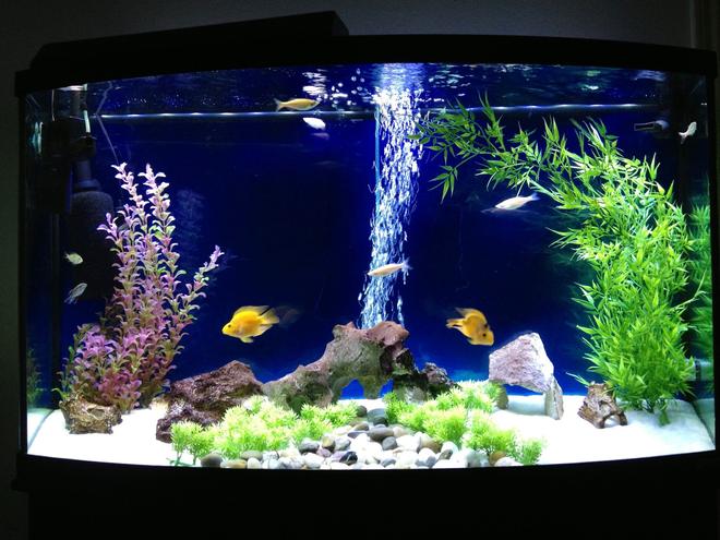 freshwater fish tank (mostly fish and non-living decorations) - 75 gallon oceanic bowfront