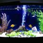 freshwater fish tank (mostly fish and non-living decorations) - 75 gallon oceanic bowfront