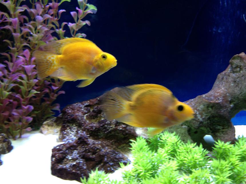 Rated #47: Freshwater Fish - Hoplarchus Psittacus - Parrot Cichlid - Parrots