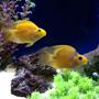 freshwater fish - hoplarchus psittacus - parrot cichlid - Parrots