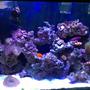45 gallons reef tank (mostly live coral and fish) - Tank