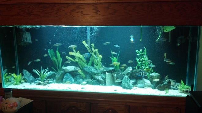 184 gallons freshwater fish tank (mostly fish and non-living decorations) - Cichlid tank. Malawi Haps, peacocks
and 5 mbuna. I also have Tangs and
Vics. Featherfin and spotted Raphael
catfish.